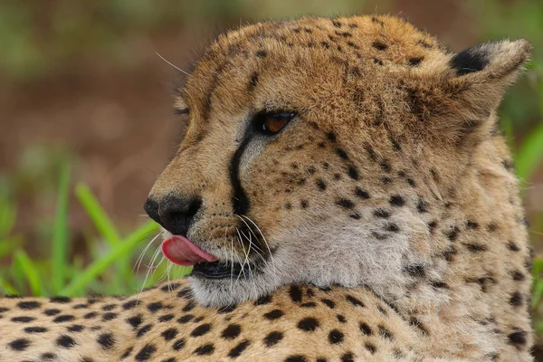 Nära Porträtt Gepard Sydafrika — Stockfoto