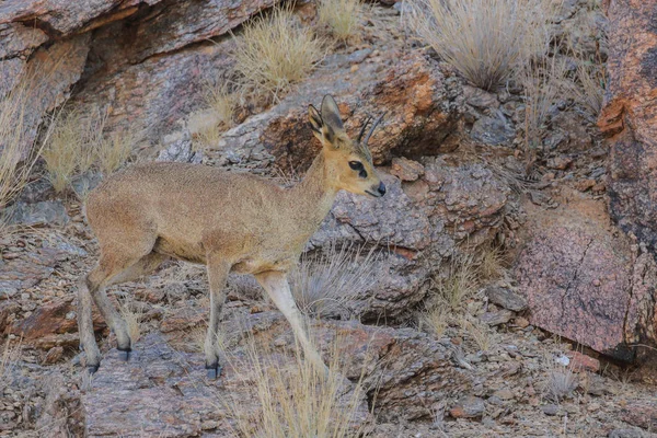 Küçük kahverengi steenbok antilop gündoğumu, Güney Afrika, tozlu zeminde