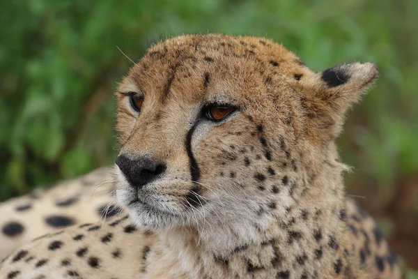 Close Portrait Cheetah Face South Africa Stock Picture