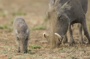 Yaban domuzu domuz yavrusu üst, Güney Afrika ile kuru toprakta yiyecek arama