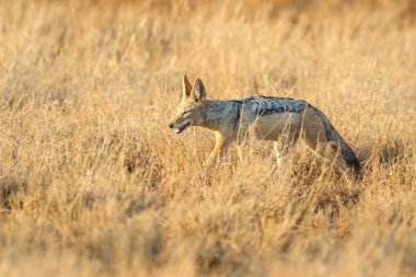 Kara sırtlı çakal yumuşak gündoğumu ışık çocuk