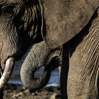 Bebek fil, Kruger Milli Parkı 