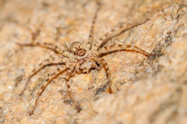 Korkunç çöl örümcek ile yemek için Güney Afrika kriket 