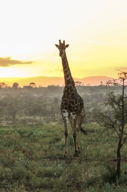 Yürüyüş zürafa Savannah güneş doğarken Güney Afrika açın. 