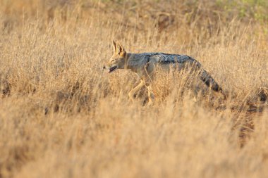 Kara sırtlı çakal yumuşak gündoğumu ışık çocuk