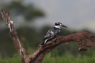 Siyah ve beyaz alaca yalıçapkını dinlenme levrek, Kruger National Park, Güney Afrika 