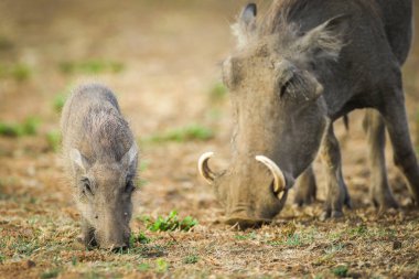 Yaban domuzu domuz yavrusu üst, Güney Afrika ile kuru toprakta yiyecek arama