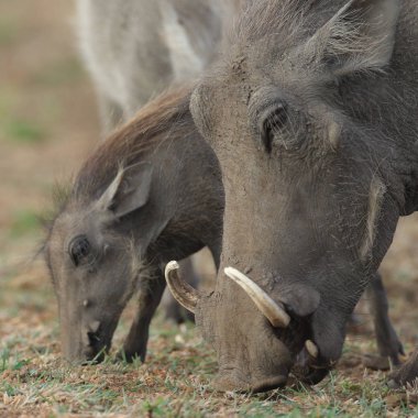 Yaban domuzu domuz yavrusu üst, Güney Afrika ile kuru toprakta yiyecek arama
