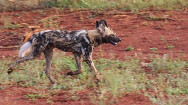 Kara sırtlı çakal köpek, Kruger National Park, Güney Afrika