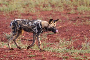 Kara sırtlı çakal köpek, Kruger National Park, Güney Afrika