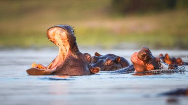 Sadece üst baş görünür, Güney Afrika ile Nehri'nin su yüzme su aygırı