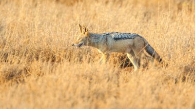 Kara sırtlı çakal yumuşak gündoğumu ışık çocuk
