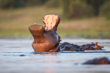 Sadece üst baş görünür, Güney Afrika ile Nehri'nin su yüzme su aygırı