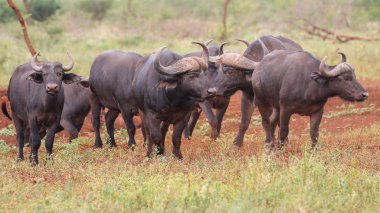 Sürüyü buffalo duran kırmızı zeminde, Güney Afrika