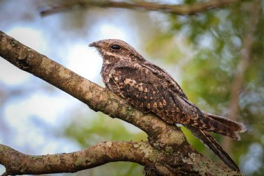 Avrupa nightjar ağaç, Güney Afrika gün boyunca dinlenme 
