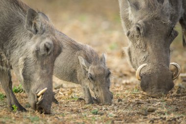 Yaban domuzu domuz yavrusu üst, Güney Afrika ile kuru toprakta yiyecek arama