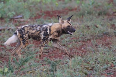 Kara sırtlı çakal köpek, Kruger National Park, Güney Afrika
