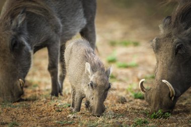 Yaban domuzu domuz yavrusu üst, Güney Afrika ile kuru toprakta yiyecek arama