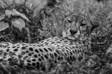 Yakın portre bir çita yüz, Güney Afrika 