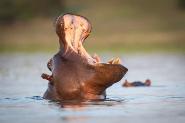 Sadece üst baş görünür, Güney Afrika ile Nehri'nin su yüzme su aygırı