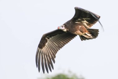 Uçuş, Kruger National Park kartal 