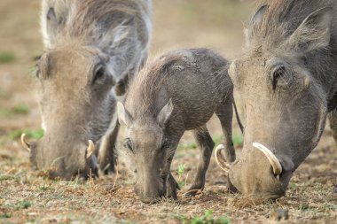 Yaban domuzu domuz yavrusu üst, Güney Afrika ile kuru toprakta yiyecek arama