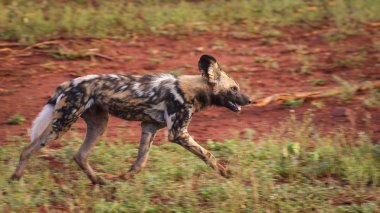 Kara sırtlı çakal köpek, Kruger National Park, Güney Afrika