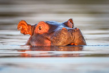Sadece üst baş görünür, Güney Afrika ile Nehri'nin su yüzme su aygırı
