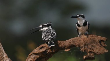 Siyah ve beyaz alaca yalıçapkını dinlenme levrek, Kruger National Park, Güney Afrika 