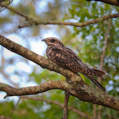 Avrupa nightjar ağaç, Güney Afrika gün boyunca dinlenme 