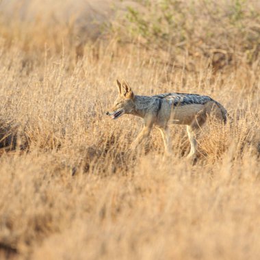 Kara sırtlı çakal yumuşak gündoğumu ışık çocuk