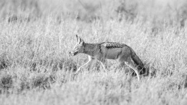 Kara sırtlı çakal yumuşak gündoğumu ışık çocuk