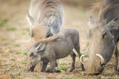 Yaban domuzu domuz yavrusu üst, Güney Afrika ile kuru toprakta yiyecek arama