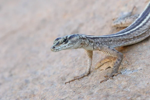 Blue Tailed Flat Lizard Kruger National Park South Africa — Stock Photo, Image