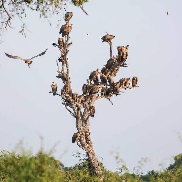 Flock Vultures Tree Waiting Fly Kill Ground — Stock Photo, Image