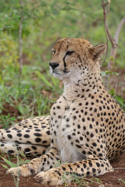 Close Portrait Cheetah Face South Africa — Stock Photo, Image