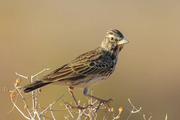 Vöröshátú Veréb Pacsirta Madár Száraz Talajon Kruger Nemzeti Park — Stock Fotó