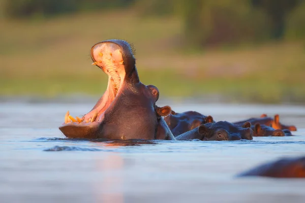 Hipopótamo Nadando Agua Del Río Con Solo Parte Superior Cabeza — Foto de Stock