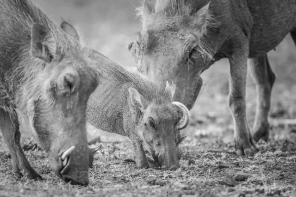 与父母在干燥的地面上觅食的疣猪小猪 — 图库照片