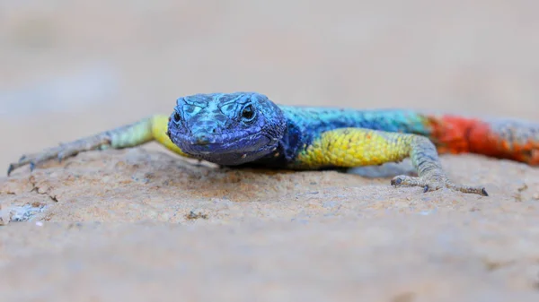 Kékfejű Gyík Gránit Szikla Dél Afrikai Köztársaság — Stock Fotó