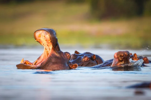 Hroch Plavání Vodě Řeky Jen Vršek Hlavy Viditelné Jižní Afrika — Stock fotografie