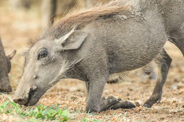 Бородавчатый поросенок кормящийся в сухой земле с родителем, Южная Африка
