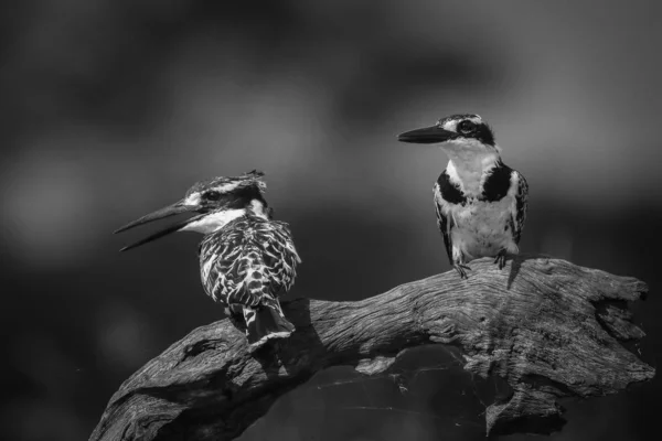 Svart Och Vit Pied Kingfisher Vilar Abborre Kruger National Park — Stockfoto