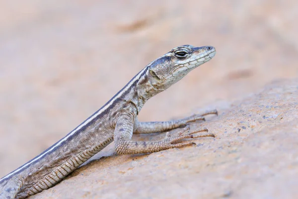 Blue Tailed Flat Lizard Kruger National Park South Africa — Stock Photo, Image