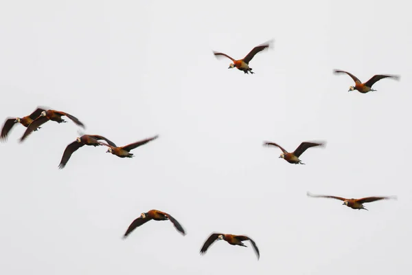 Wild Geese Flock Circling Sky — Stock Photo, Image