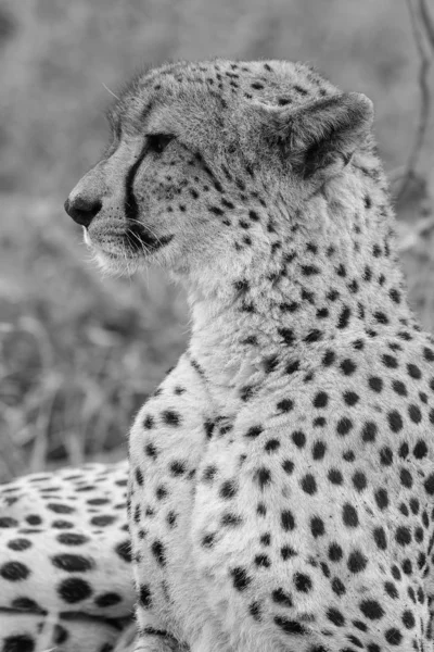 Zamknij Portret Twarz Cheetah Republika Południowej Afryki — Zdjęcie stockowe