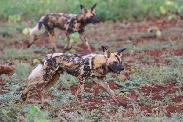 Svartryggig Jackal Hundar Kruger National Park Sydafrika — Stockfoto