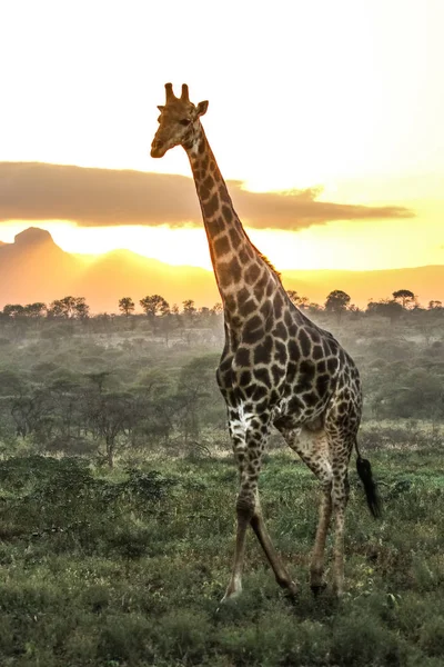 Yürüyüş Zürafa Savannah Güneş Doğarken Güney Afrika Açın — Stok fotoğraf