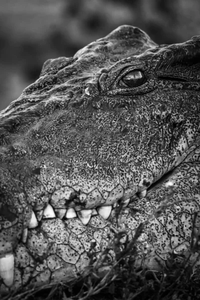 crocodile animal  on background,close up