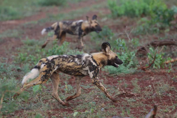Perros Chacales Respaldados Por Negros Parque Nacional Kruger Sudáfrica — Foto de Stock